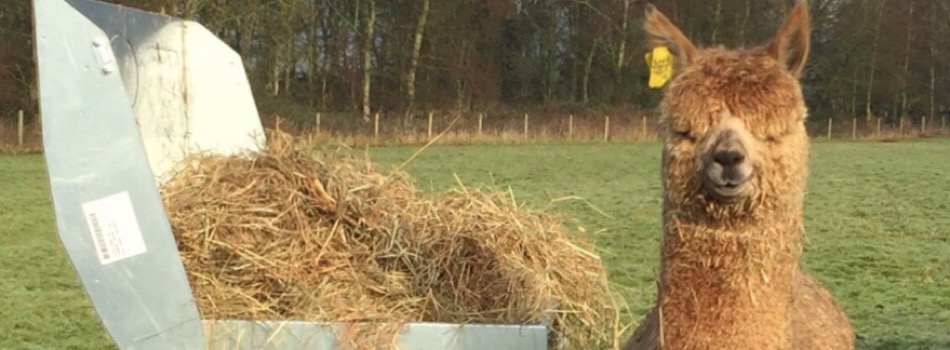Toft Alpacas Alpaca Stud Warwickshire Alpaca Courses Alpaca